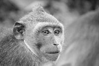 Ape on Bali