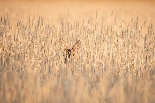 Ree dans un champ de céréales au coucher du soleil