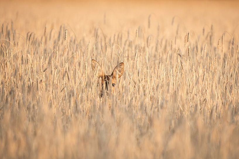 Ree in grain field at sunset by Between Light and Life