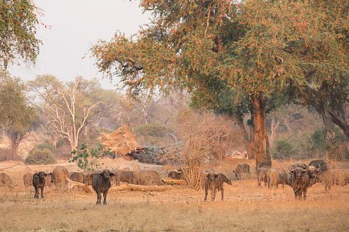 Buffels in het gouden uurtje