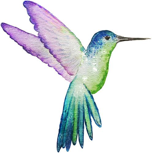 L'âme du colibri sur Stephanie Bos