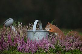 neugieriges Eichhörnchen von Ina Hendriks-Schaafsma