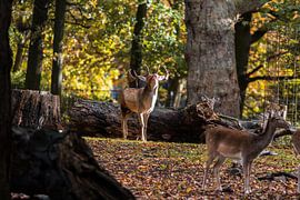 Hirsch 2 von Nuance Beeld