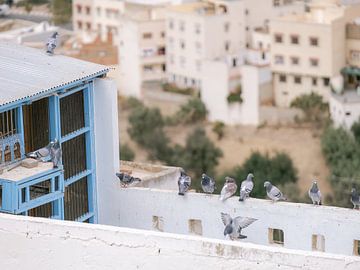 Pigeons dans une ville marocaine | photographie de voyage sur Marika Huisman fotografie