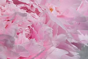 Drawn By Nature, Paeonia - Pfingstrose roza #005