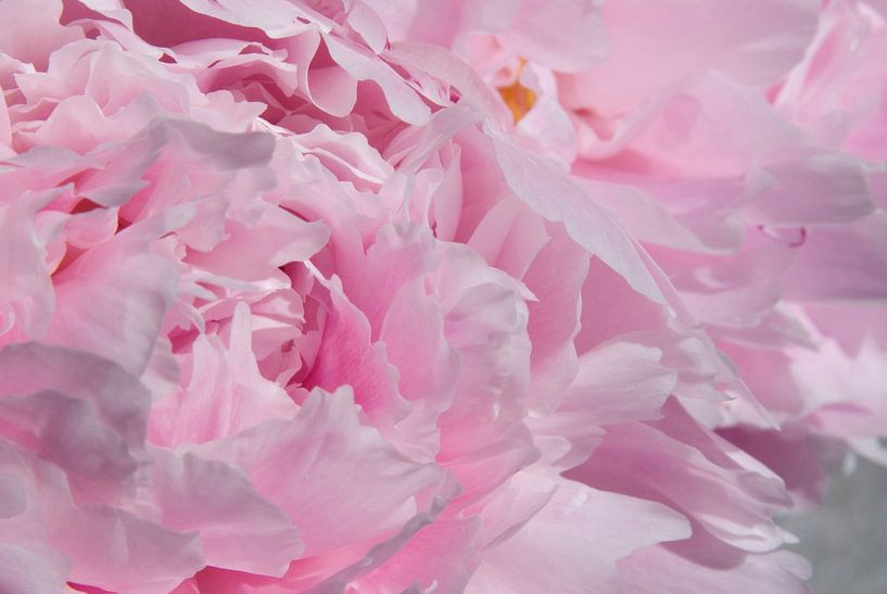 Drawn By Nature, Paeonia - Pioenroos roze #005 van Peter Baak