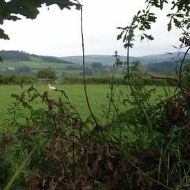 landschap by Flora de Vries