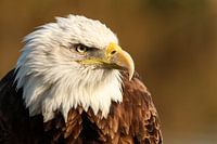 Portrait American bald eagle