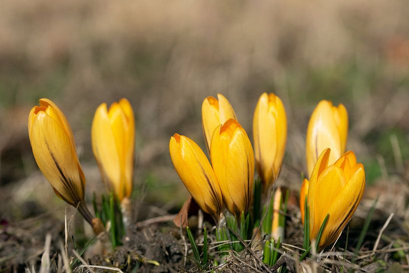 Crocus jaune par Ulrike Leone