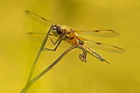 Dragonfly macro