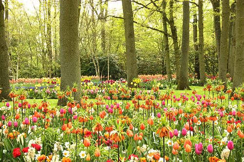 Keukenhof Serie - farbenfroh