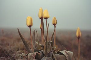 Blumen Teil 107