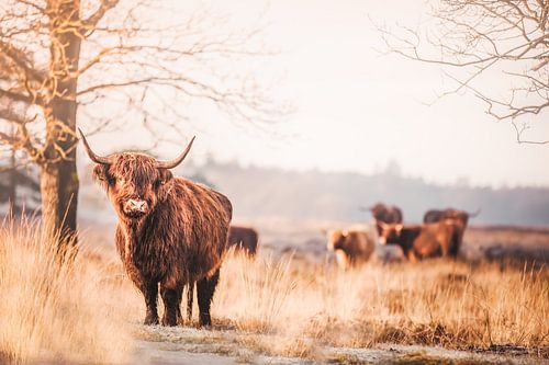 “Rustieke Reuzen op het Doldersummerveld”