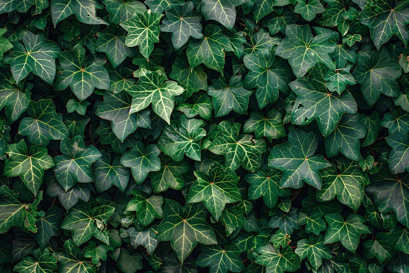 Minimalistisch klimop van Art & Soul Creations