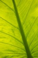Blatt Natur