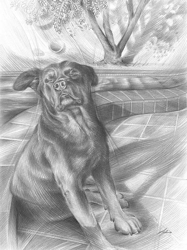 Een hond geniet van het warme zonlicht