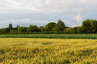 Golden wheat fields by Werner Lerooy thumbnail