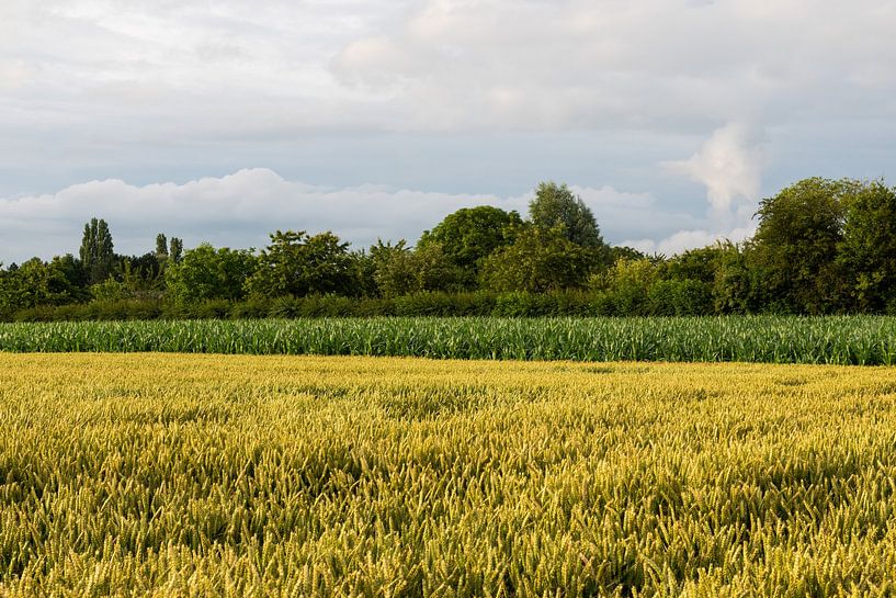 Golden wheat fields by Werner Lerooy