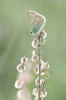 icarus blue in morning light