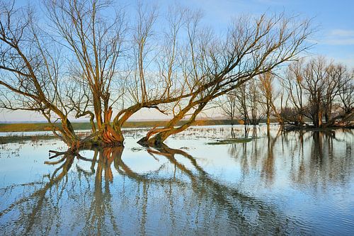 Biesbosch Waterboom
