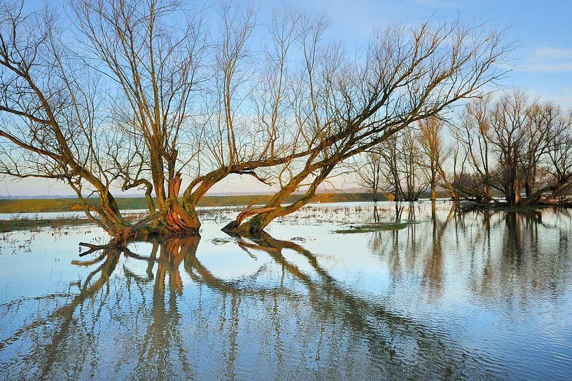 Biesbosch Waterboom by Willem van Leuveren Fotografie