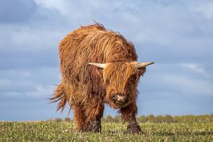 Schotse Hooglander