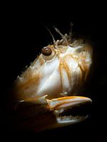 Mysterieus portret van een gewone zwemkrab, abstract