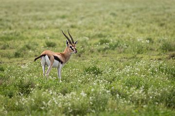 Thomson-Gazelle in Tansania von OCEANVOLTA