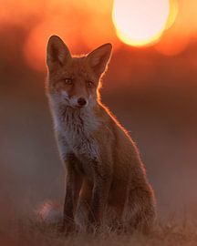 A beautiful fox against the setting sun by Patrick van Bakkum