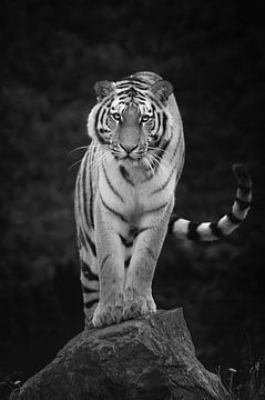 Tiger Stance - Noir et blanc sur Jesper Stegers