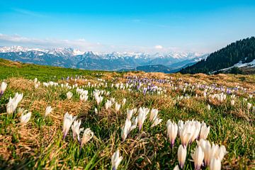 Des crocus pour le printemps dans les Alpes d'Allgäu sur Leo Schindzielorz