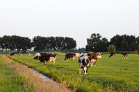Weidende Kühe in einer niederländischen Polderlandschaft