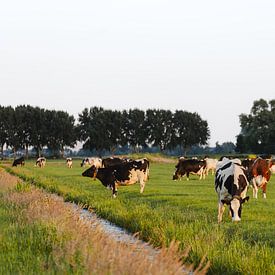 Weidende koeien in een Nederlands polderlandschap van Colinda van Rees