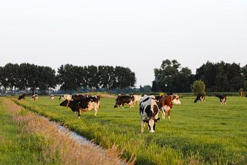 Weidende koeien in een Nederlands polderlandschap van Colinda van Rees