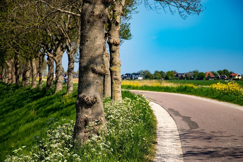 Landweg met bomen en koolzaad in de zomer van Ingrid van Sichem