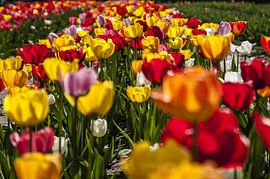 tulips