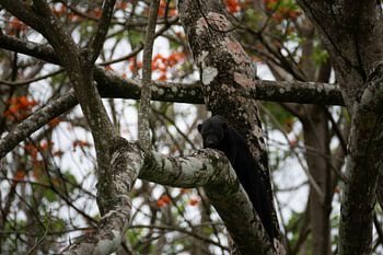 Tayra – De verborgen rover van het regenwoud