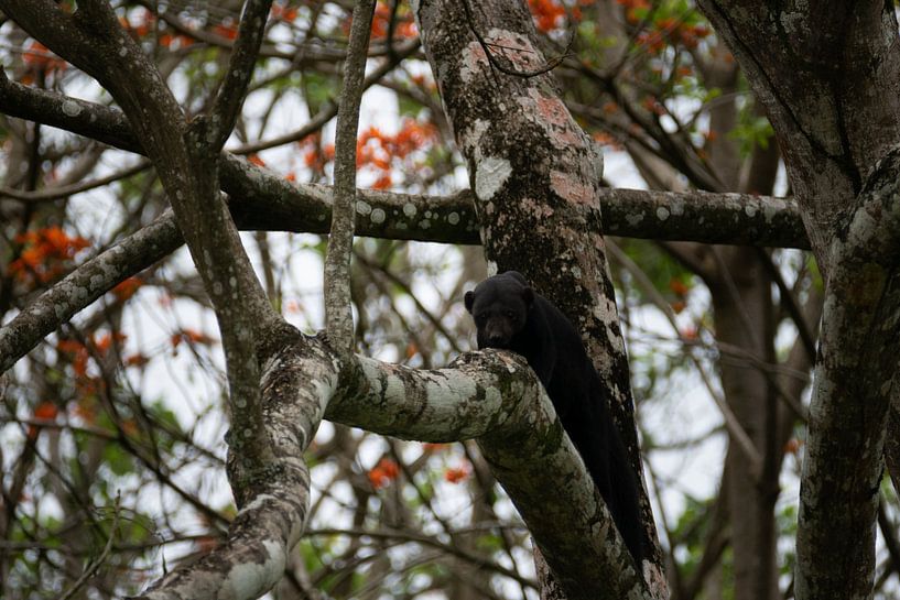 Tayra - Der versteckte Räuber des Regenwaldes von Rick Massar