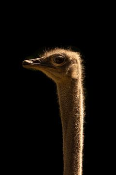 In the dark series Ostrich van Foto Studio Labie