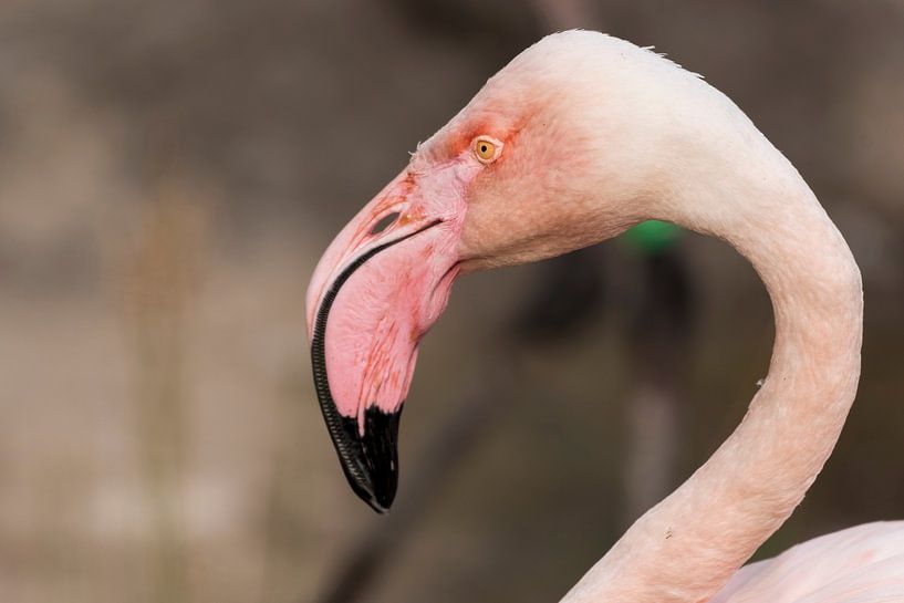 Flamingo van Merijn Loch