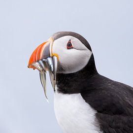 Portrait of a puffin with little fish by Daniëlle de Ridder