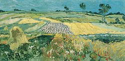 The Plain of Auvers, Vincent van Gogh