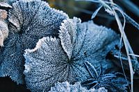 Lady's mantle (Alchemilla) covered with hoar frost in December