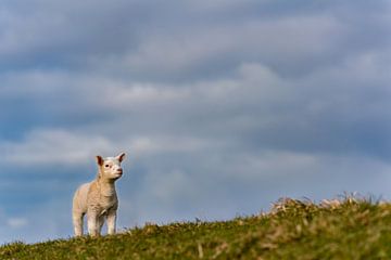 Lammetjes en schapen op Texel