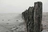Rijsdam on the coast near Moddergat