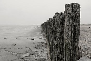 Rijsdam aan de kust bij  Moddergat