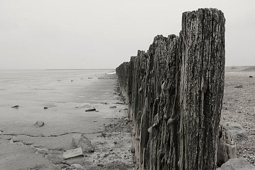 Rijsdam an der Küste bei Moddergat