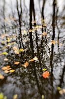 Herfstige beek