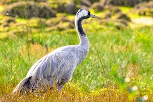 Kranichvogel beim Ausruhen und Füttern auf einem Feld während des Herbstzuges