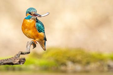 IJsvogel met vis van Dennis Eckert